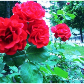 Roses