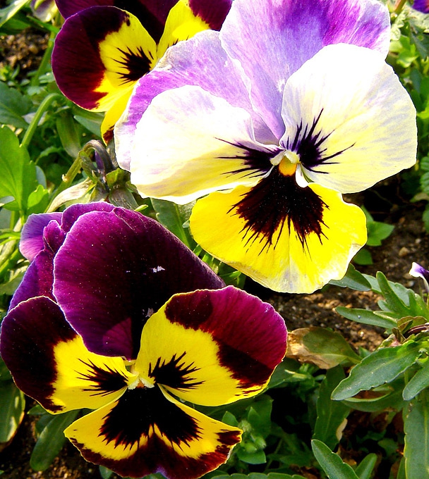 violets