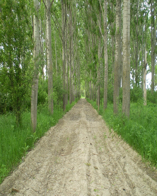 омагьосаната гора