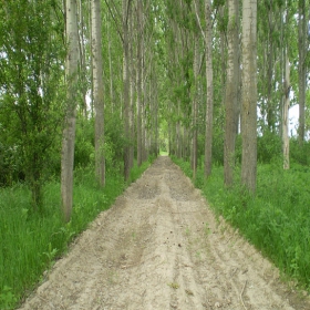 омагьосаната гора