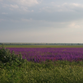 Крайпътно пейзажче