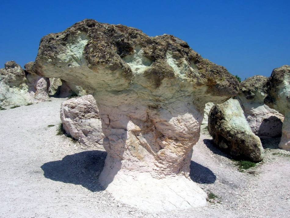 Каменни гъби