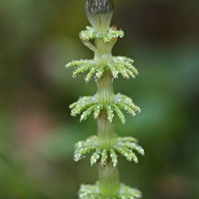 Хвощ (лат. Equisetum)