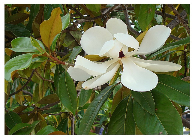 Big flower
