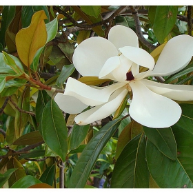 Big flower