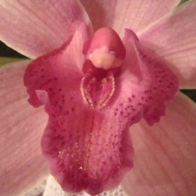 Orchid Beauty