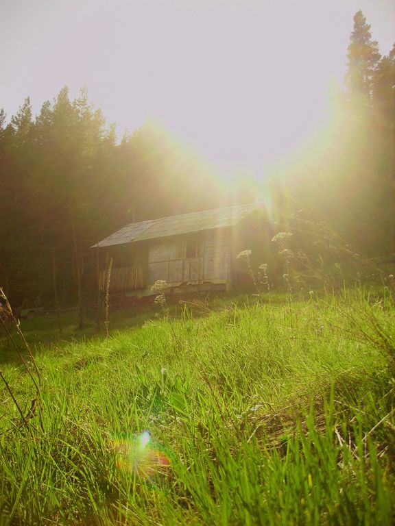 Forest sun