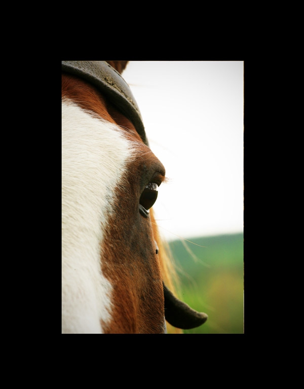 Series: animal