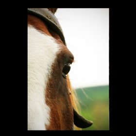 Series: animal