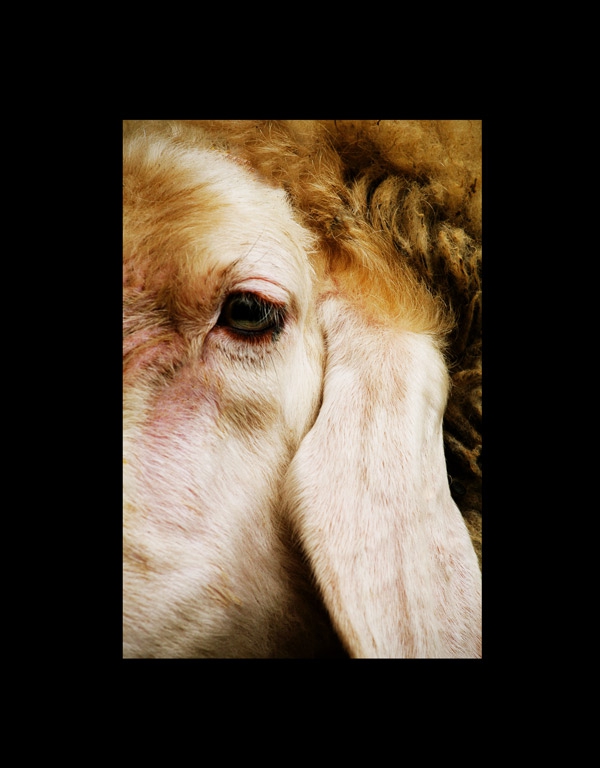 series: animal 2