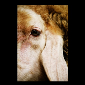 series: animal 2