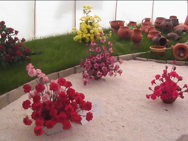 Cvetq ot ''Flora Burgas 2008''