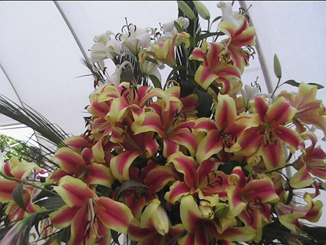 Cvetq ot ''Flora Burgas 2008''