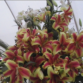 Cvetq ot ''Flora Burgas 2008''