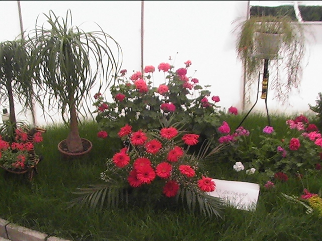 Cvetq ot ''Flora Burgas 2008''
