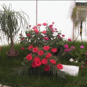 Cvetq ot ''Flora Burgas 2008''