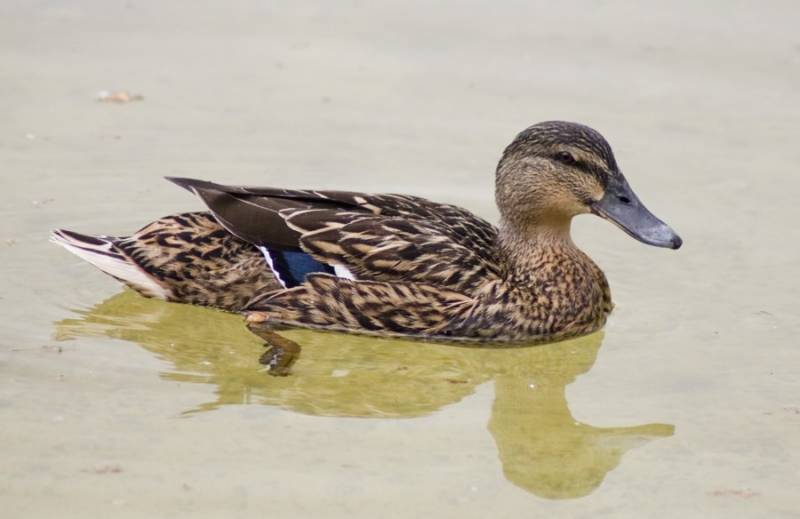 duck