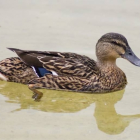 duck