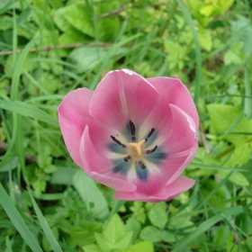 Tulip 2