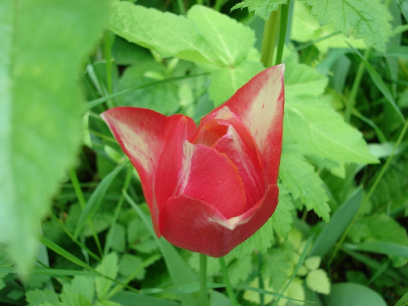 Tulip 3