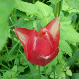 Tulip 3