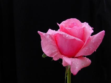 ROZA