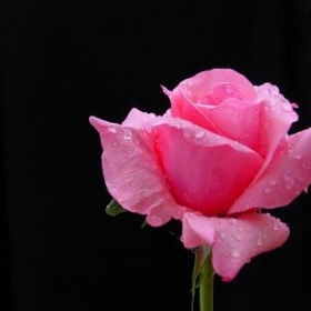 ROZA