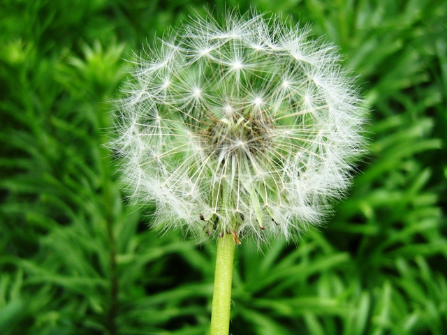 Dandelion