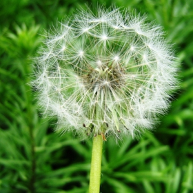 Dandelion
