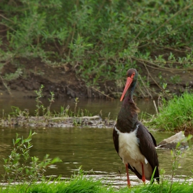 Ciconia nigra