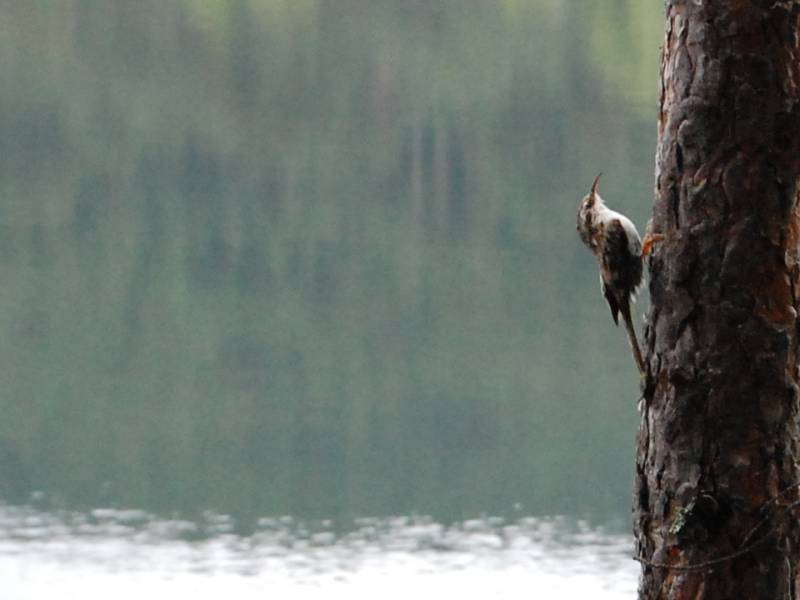 bird