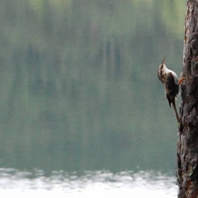 bird