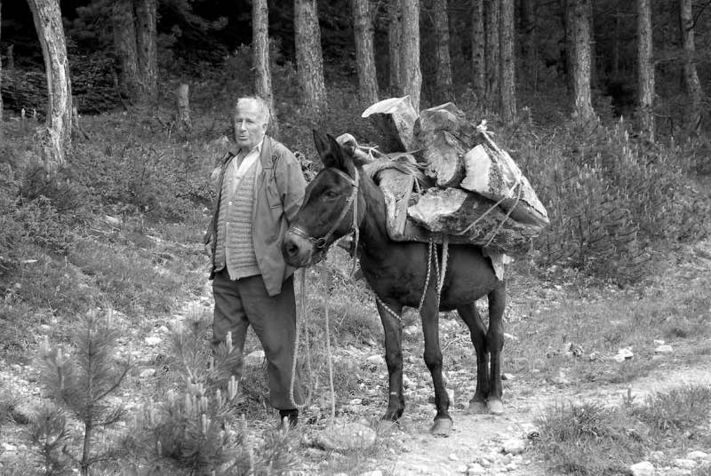 за дърва в гората