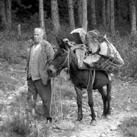за дърва в гората