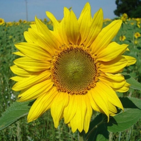 Helianthus annuus