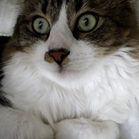 Pepi