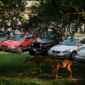 Surni na nashya parking