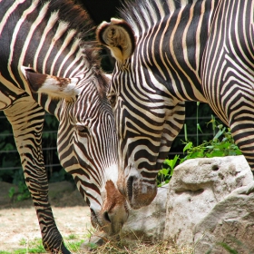 Z for Zebra