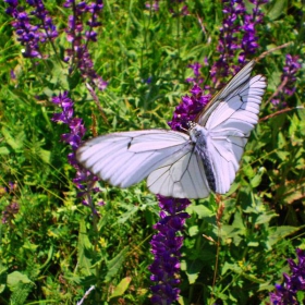 white beauty:))