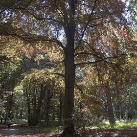 Parfois la nuit en foret le voyageur perdu voit...