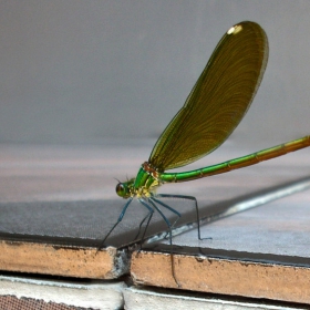 WaterFly