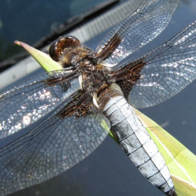 dragonfly