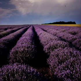 lavender field