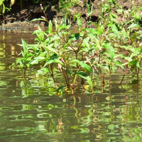 Зелено от водата