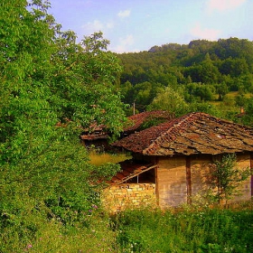 Сгушена в зеленината