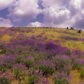 pak lavandula