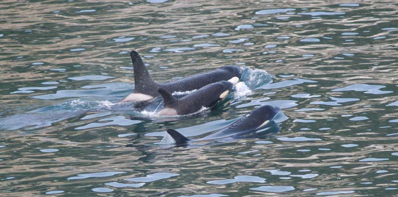 Whales in the Pacific ocean