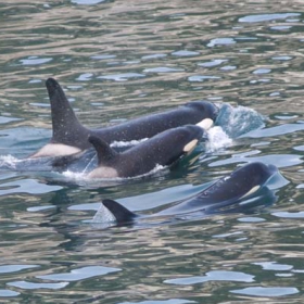 Whales in the Pacific ocean