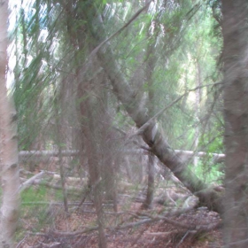 Alaska forest