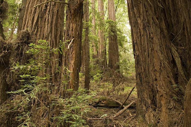 Muir Woods - San Francisco